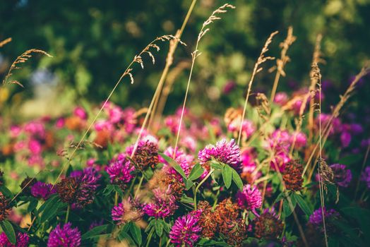 Meadow of Pink Clover Flowers on a Sunny Day. Selective Focus.