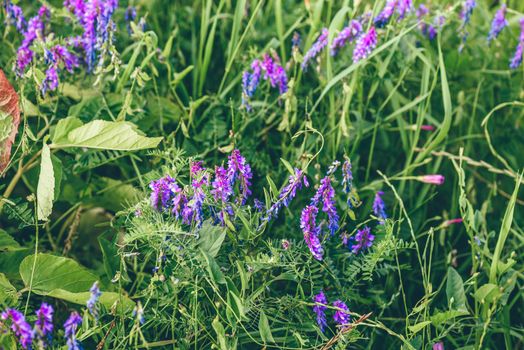 Beautiful purple tufted vetch flowers on blurred background.