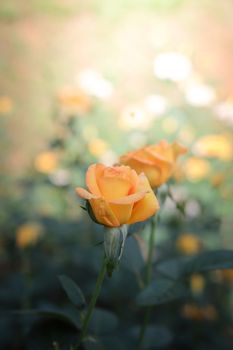 Roses in the garden, Roses are beautiful with a beautiful sunny day.