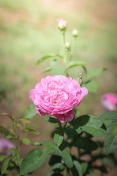 Roses in the garden, Roses are beautiful with a beautiful sunny day.