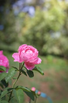 Roses in the garden, Roses are beautiful with a beautiful sunny day.