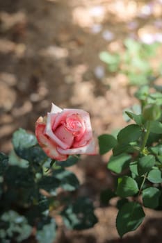 Roses in the garden, Roses are beautiful with a beautiful sunny day.