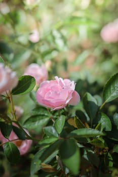 Roses in the garden, Roses are beautiful with a beautiful sunny day.