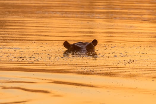The eyes and ears of a hippopotamus, above water at sunrise, at Lake Panic