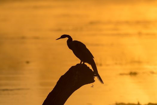 Silhouette of an african darter, Anhinga rufa, against the glare of sunrise in a dam