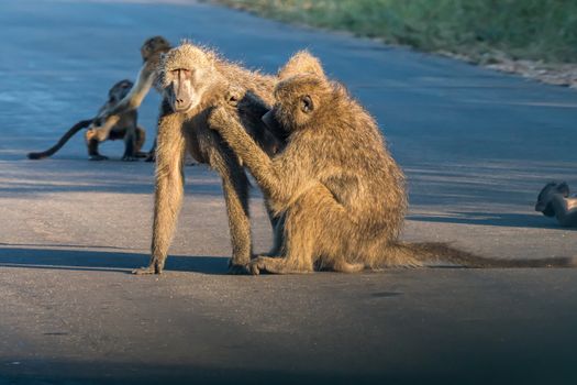 A chacma baboon, Papio ursinus, grooming another baboon