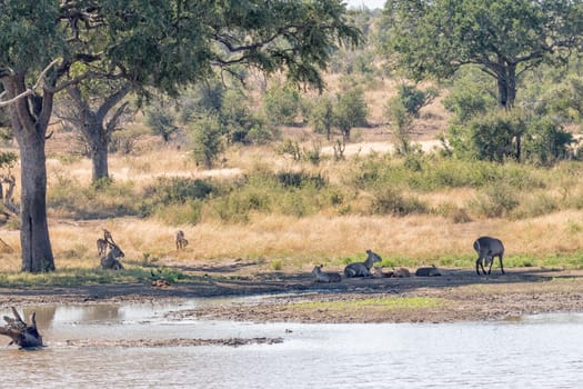 Male and female waterbuck, Kobus ellipsiprymnus, with calves lying in shade next to a dam. Impalas are visible.