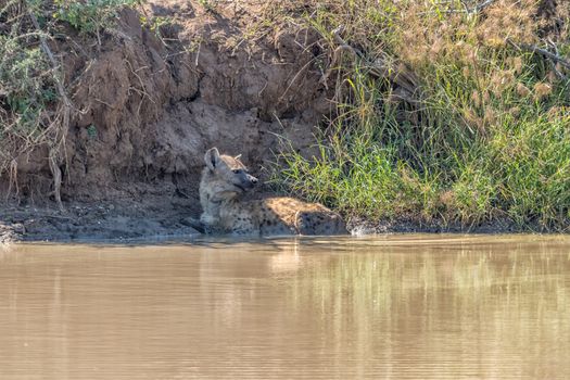 A spotted hyena, Crocuta crocuta, lying in a pond
