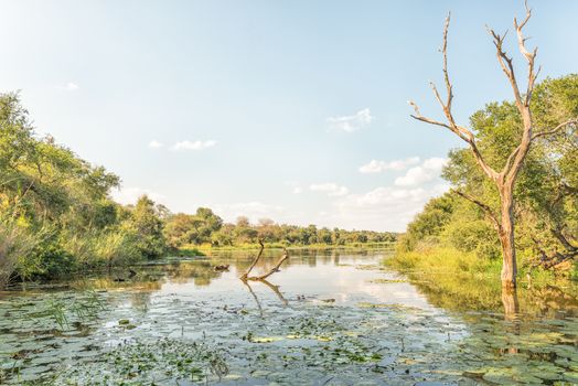 A late afternoon view of Lake Panic. An african darter and serrated hinged terrapins are visible