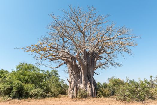 A baobab tree, Adansonia digitata, also called upside-down tree