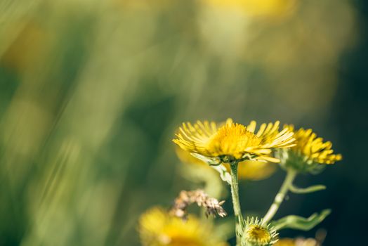 Beautiful yellow flowers on blurred background. Selective focus.