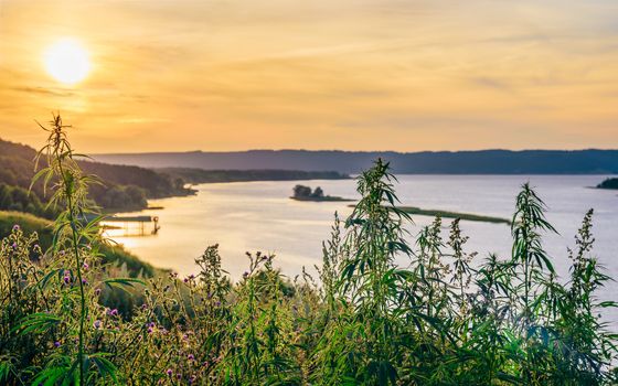 Weeds against the river shore in the sunset light.