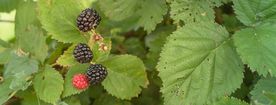 Panorama view pile of ripe and unripe blackberries growing on tree. Red (unripe) and dark black (ripe) raw organic blueberry with green leaves background