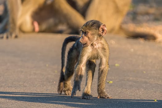 A young chacma baboon, Papio ursinus, walking in a road