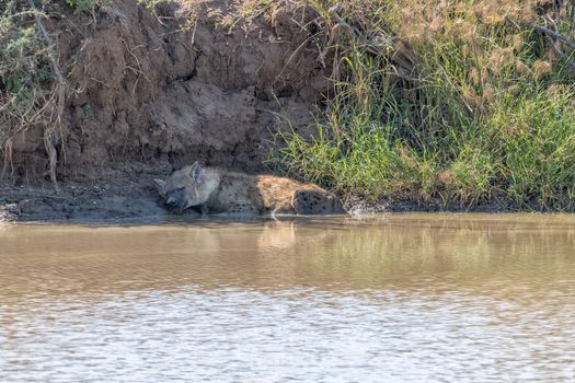 A spotted hyena, Crocuta crocuta, sleeping in a pond