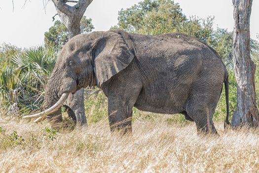 An african elephant, Loxodonta africana, grazing. A bunch of grass is visible on its trunk