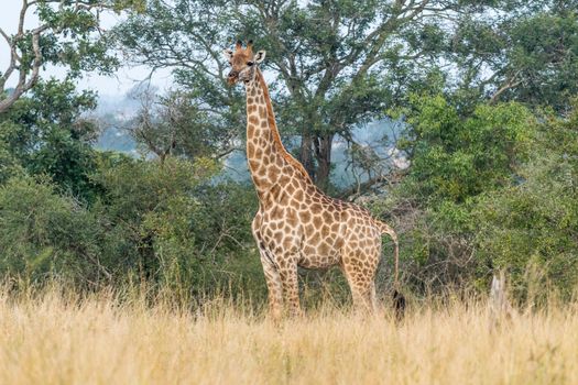 A South African Giraffe, Giraffa camelopardalis giraffa, in front of trees