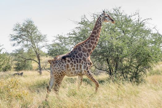 A South African Giraffe, Giraffa camelopardalis giraffa, walking through grass