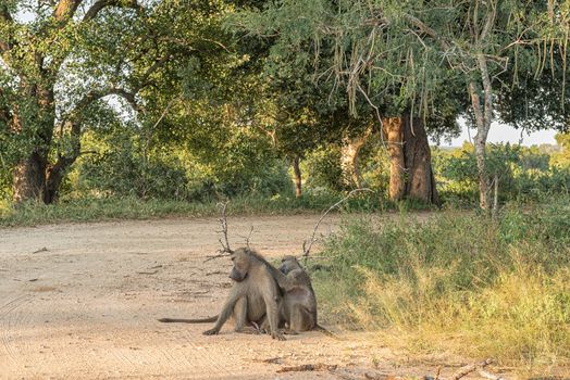 A Chacma baboon, Papio ursinus, sitting in a gravel road, being groomed by another baboon