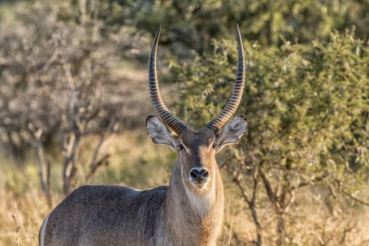 Close-up of a male waterbuck, Kobus ellipsiprymnus, looking towards the camera