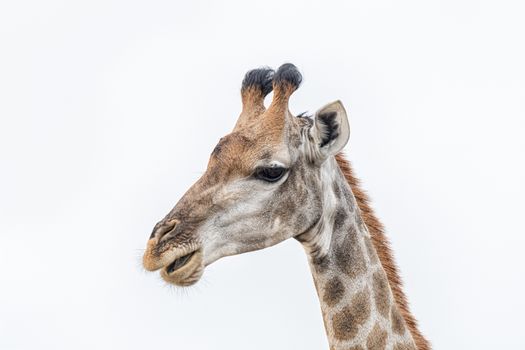 Close-up of the face of a South African Giraffe, Giraffa camelopardalis giraffa