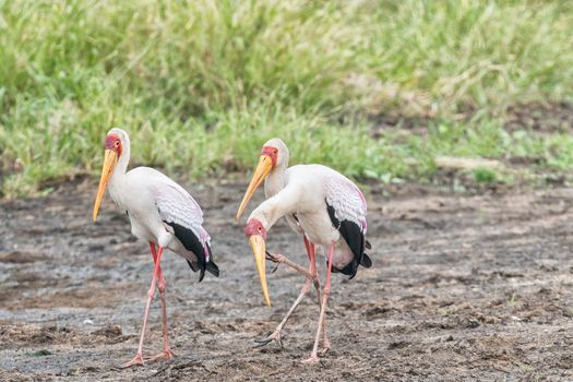 Yellow-billed storks, Mycteria ibis, walking. One is scratching its beak