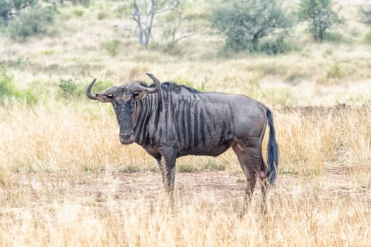 A blue wildebeest, also called brindled gnu, Connochaetes taurinus, looking towards the camera