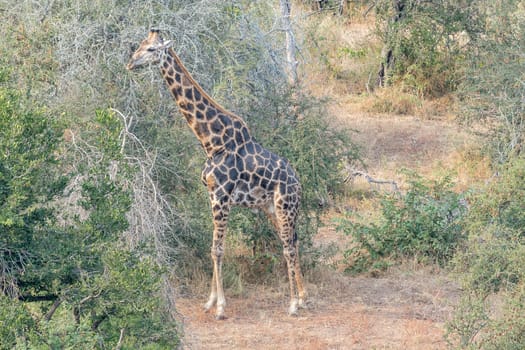 A landscape, with a South African Giraffe, in the Mpumalanga Province of South Africa