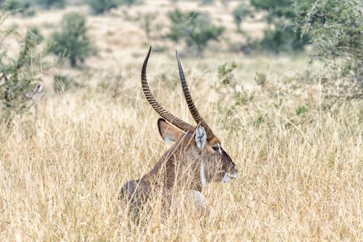 A male waterbuck, Kobus ellipsiprymnus, lying in grass