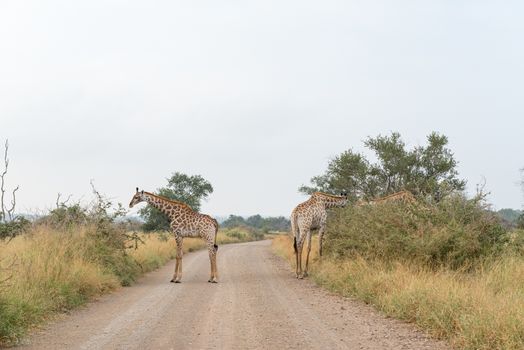 Three South African Giraffes, Giraffa camelopardalis giraffa, browsing on trees. A gravel road is visible