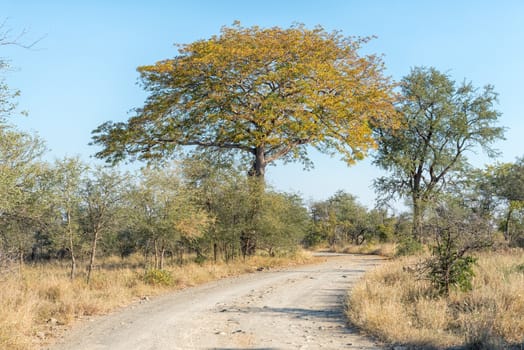 A winding gravel road near Bobejaankrans. A tree in autumn colors is visible