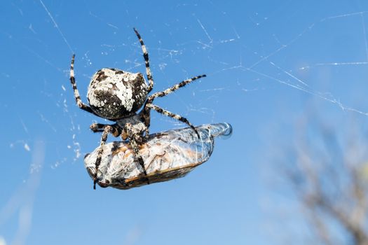 European Garden Spider, Araneus Diadematus or Cross spider with pray in spider web.
