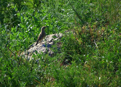 A small bird sitting on a stone among the bushes.