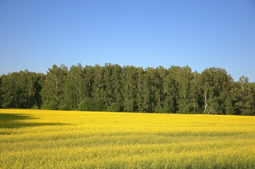 A field of flowering buckwheat and the edge of the forest under a blue clear sky.