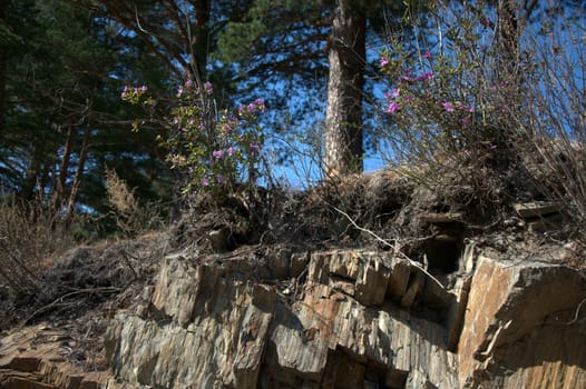 The trunks of cedar growing through the faults in the stones.