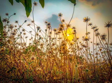 Grass and sun flower in the evening