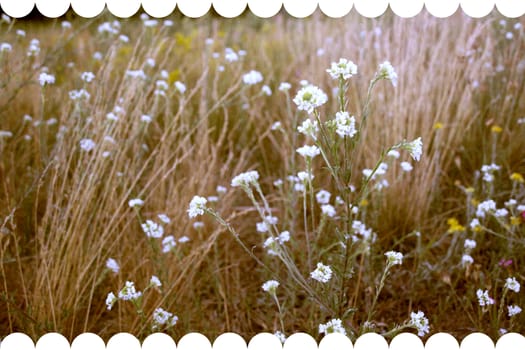 Beautiful nature of Belarus fields meadows flowers plant crops.