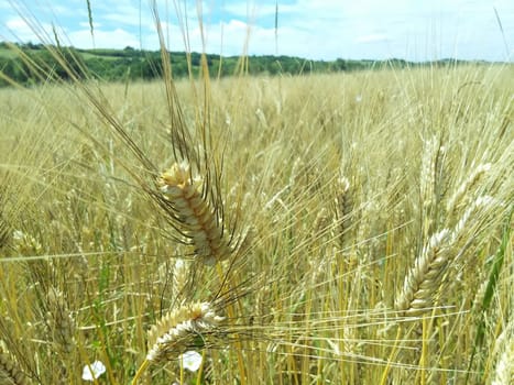 Beautiful nature of Belarus fields meadows flowers plant crops.