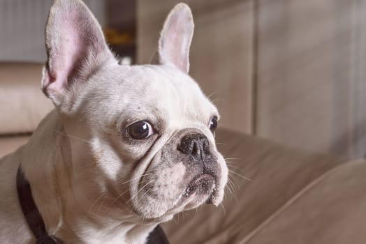 French bulldog .Muzzle of a white bulldog close up , close-up view of adorable puppy.