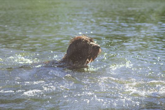 A dog plays in a river.The dog swims in a river.