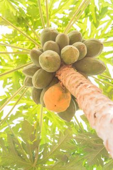 One organic ripe papaya surrounding by unripe green ones growing on tree branch. Concept for being different, standout, leader. Scene from farmland in Vietnam