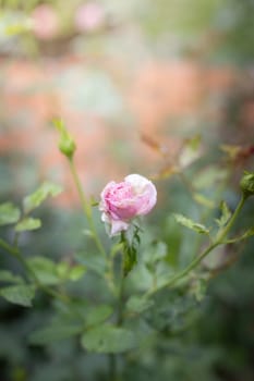 Roses in the garden, Roses are beautiful with a beautiful sunny day.