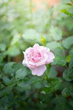 Roses in the garden, Roses are beautiful with a beautiful sunny day.