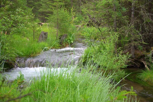 The impetuous forest stream, carries its waters through the banks overgrown with grass. Sema, Altai, Siberia, Russia.