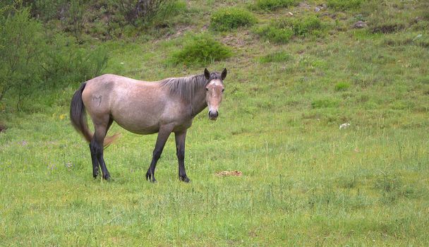 Lonely horse on a pasture under the mountain. Altai, Siberia, Russia.