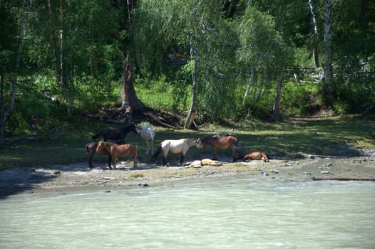 A small herd of horses resting in the shade of trees on the banks of a mountain river. Altai, Siberia, Russia.