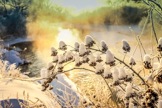 Bush tree in winter snow at sunrise and mist over the water.