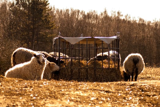 Several sheep eating straw from a cage