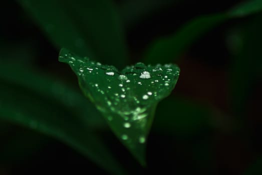 Waterdrops on a green leaf