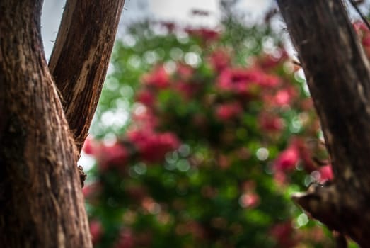 Bokeh photography through branches of pink flowers